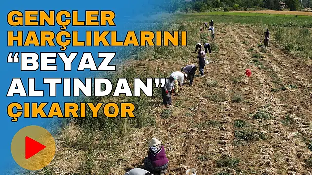 Kastamonu'da Gençler Harçlıklarını 'Beyaz Altından' Çıkartıyor