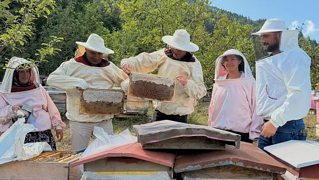 Kastamonu'da Kadın Arıcılar Arı Sütü Üretimine Başladı