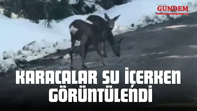 Kastamonu'da Karacalar Su İçerken Görüntülendi