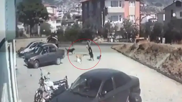 Kastamonu'da köpek saldırısı!