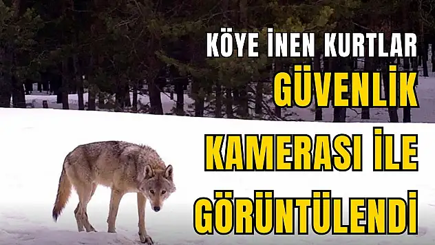 Kastamonu'da Köye İnen Kurtlar Güvenlik Kamerasınca Görüntülendi