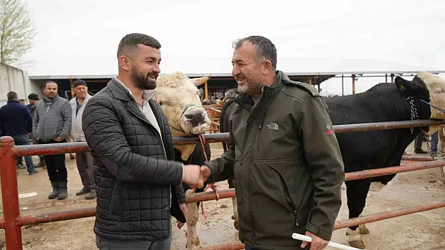 850 Kilogramlık Tosun 340 Bin Liraya Alıcı Buldu