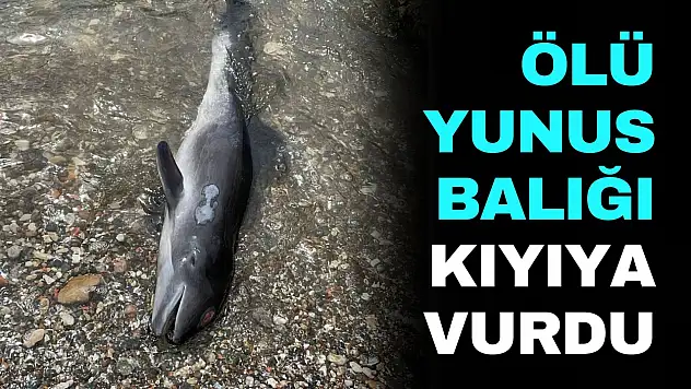 Kastamonu'da Ölü Yunus Balığı Kıyıya Vurdu