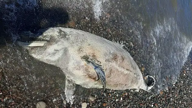 Kastamonu'da ölü yunus balığı karaya vurdu