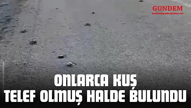 Kastamonu'da Onlarca Kuş Yolda Telef Olmuş Halde Bulundu