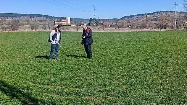 Kastamonu'da Organik Siyez Üretimi Sahada Takip Ediliyor
