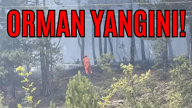 Kastamonu'da Orman Yangını!