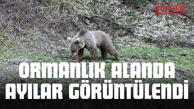 Kastamonu'da Ormanlık Alanda Ayılar Görüntülendi