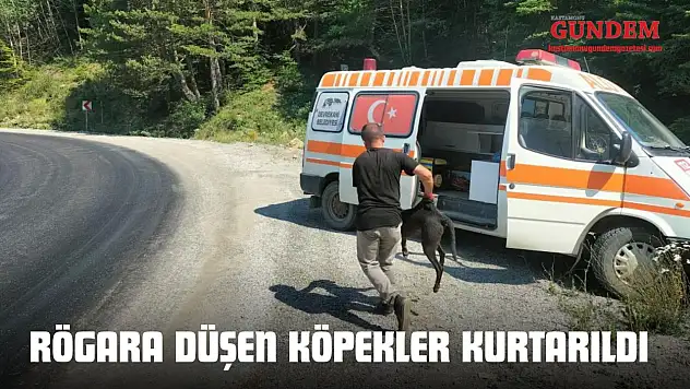 Kastamonu'da Rögara Düşen Köpekler Kurtarıldı 