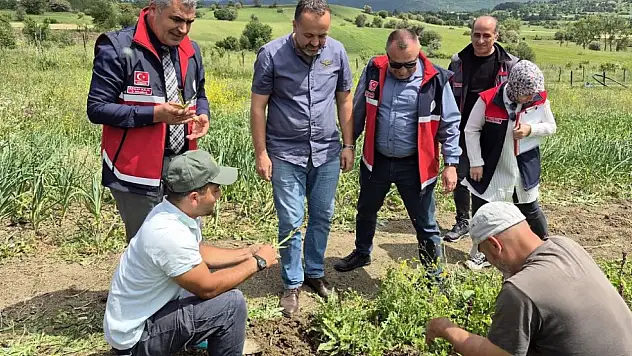 Kastamonu'da Salep Hasadı