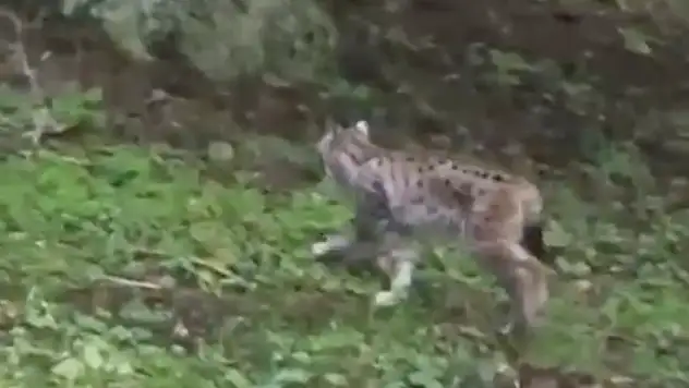 Kastamonu'da Vaşak Görüntülendi