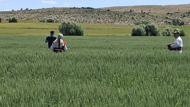 Kastamonu'da Verim Kontrolleri Sürüyor