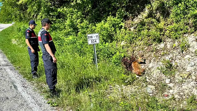 Karacalar Tedavi Altına Alındı