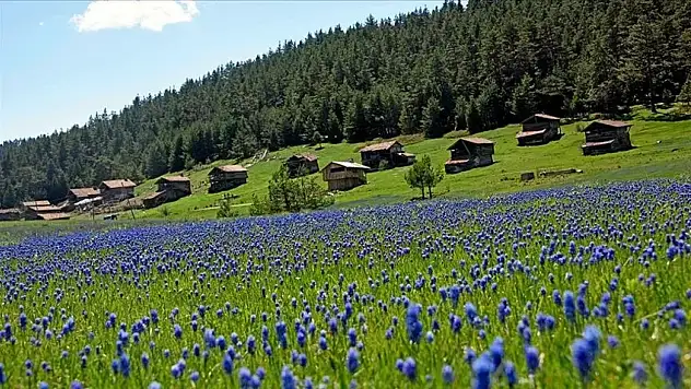 Kastamonu'da Yaz Sıcağından Kaçmak İsteyenlerin Rotası