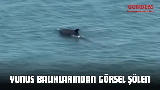 Kastamonu'da Yunus Balıklarından Görsel Şölen