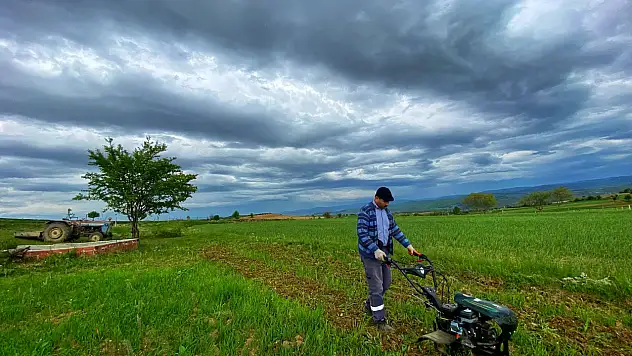 Kastamonu'daki sarımsak diyarı, lavanta diyarı da olacak