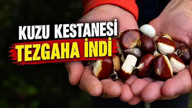 Kastamonu'da Kuzu Kestanesi Tezgaha İndi