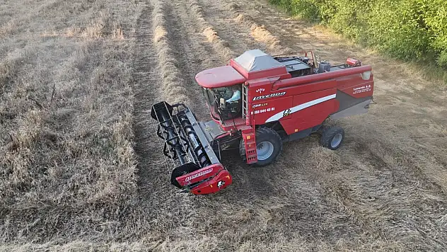 Kastamonu'nun Ata Tohumu Siyezi Düzce'de İlk Kez Hasat Edildi
