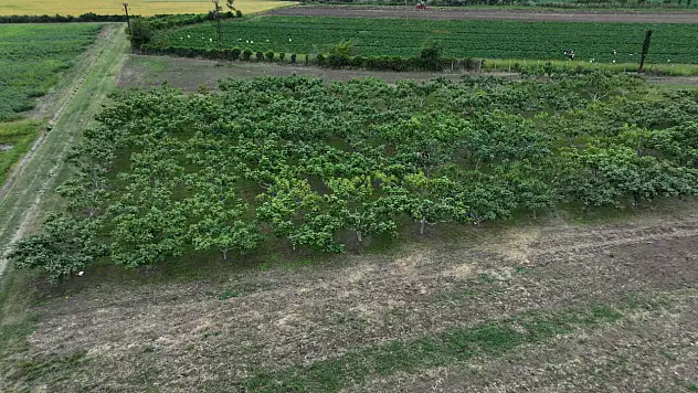 Kastamonu'nun İncirleri Genetik Korumaya Alındı