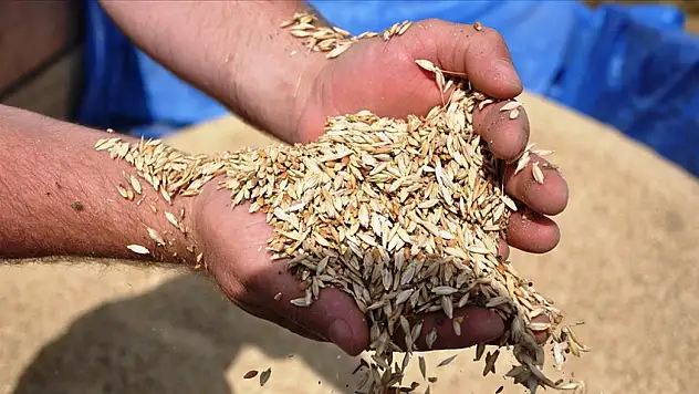 Kastamonu'nun Şifa Kaynağı Siyez Buğdayı