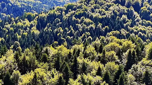 Kastamonu Ormanları Güzelliğiyle Mest Ediyor
