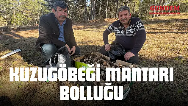 Kastamonu Ormanlarında Kuzugöbeği Mantarı Bolluğu