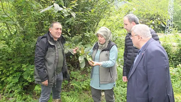 Katil arılara karşı mücadele sürüyor