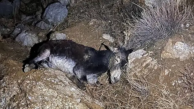 Kayalıklardan Düşen Yaralı Eşeği AFAD Ekipleri Kurtardı