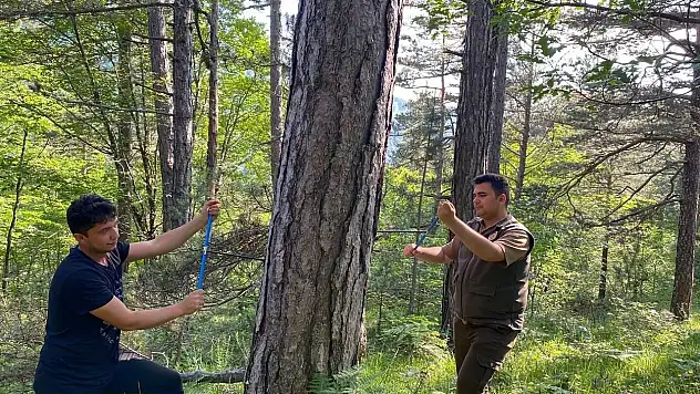 KBÜ'den Küre Dağları'nda Kritik Araştırma