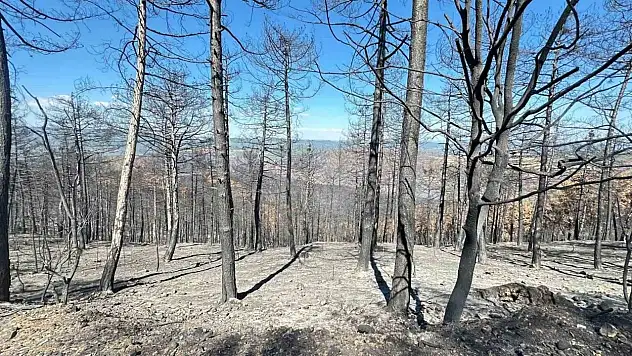 KBÜ'den yangın sonrası ormanların ekonomik ve ekolojik kaybına bilimsel çözüm