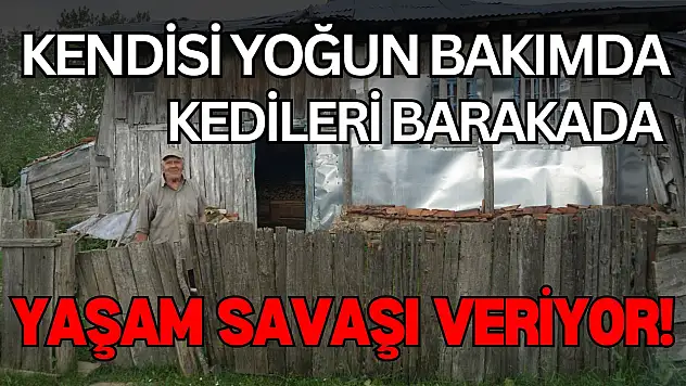 Kendisi Yoğun Bakımda, Kedileri Barakada Yaşam Savaşı Veriyor!