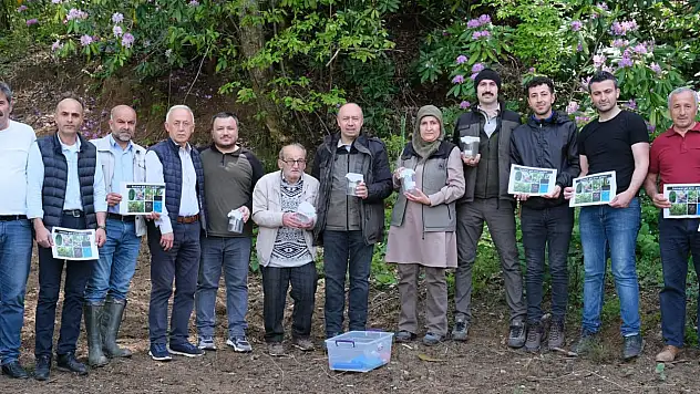 Kestane ağaçları korunacak