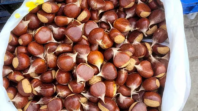 Kestane Pazara İndi