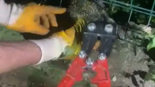 Kirpi Tellere Sıkıştı!