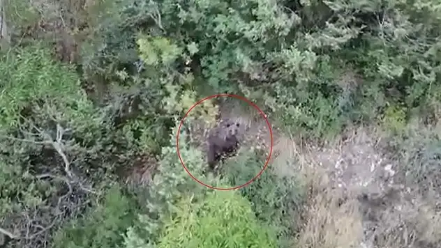 Uyuyamayan Ayı Görüntülendi