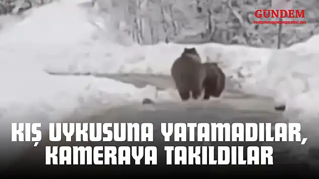 Kış Uykusuna Yatamayan Ayılar Kameraya Takıldı