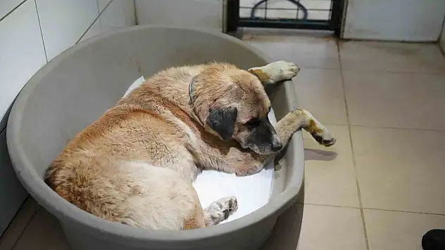 Köpeği Ezen Sürücü Serbest Bırakıldı