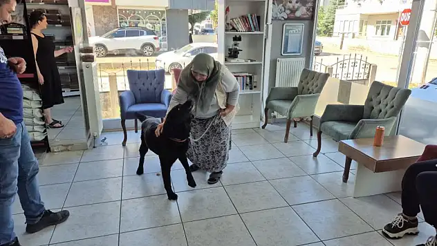 Köpeği İçin Çok Gözyaşı Döktü, Çip Sayesinde Kavuştular