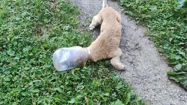 Köpek başına bidon sıkıştırdı, imdadına zabıta yetişti