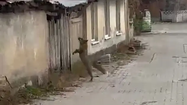 Köpek Seslerini Duyan Tilki Panik Yaşadı