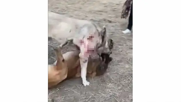 Çankırı'da Köpekleri Öldüresiye Dövüştürdüler!