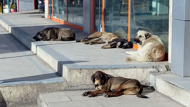 Köpeklerin Saldırısına Uğradılar