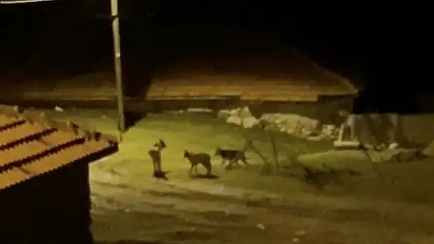 Köye İnen Kurt Sürüsü Kamerada