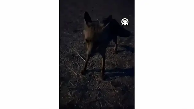 Köye İnen Tilkiyi Besledi