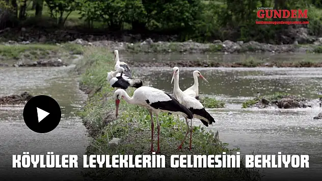 Köylüler Leyleklerin Gelmesini Bekliyor