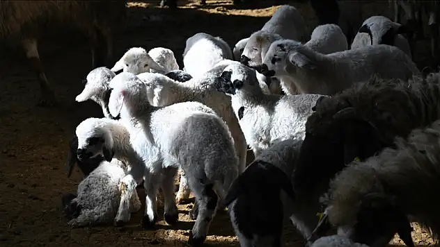 Küçükbaşa Destek Projesi Başvuruları Başladı