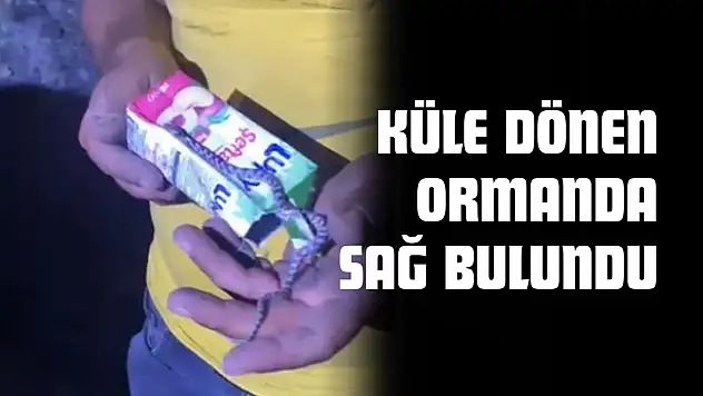 Küle Dönen Ormanda Sağ Bulundu