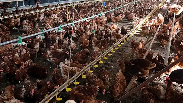Kümes Hayvancılığı Üretimi Açıklandı