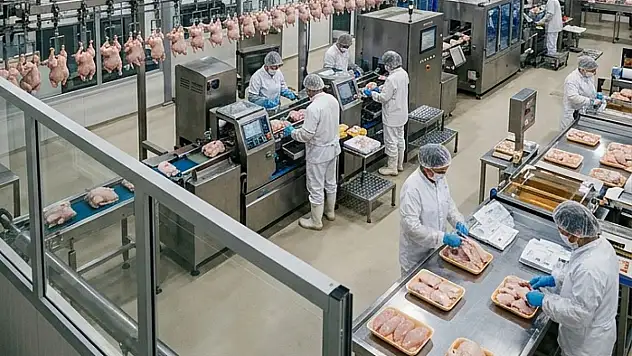 Kümes Hayvancılığı Üretiminde Yükseliş Sürüyor
