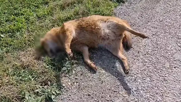 Kümeslere Dadanan Çakala Otomobil Çarptı